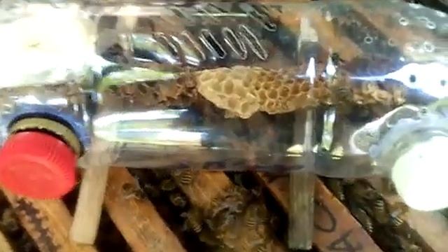 Изолируем роевую матку в Нуклеусе Джинн. смотреть онлайн