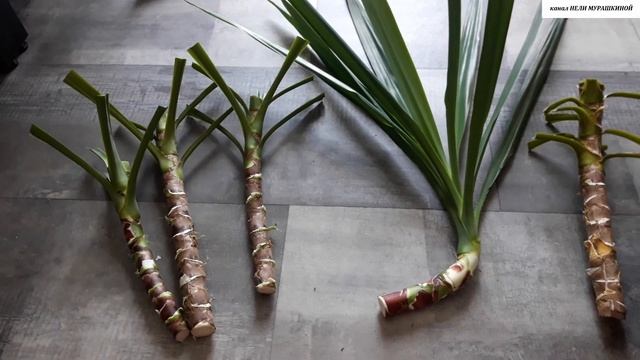 Как правильно РАСЧЕРЕНКОВАТЬ и УКОРЕНИТЬ  ЧЕРЕНКИ вытянувшейся ЮККИ.