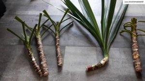 Как правильно РАСЧЕРЕНКОВАТЬ и УКОРЕНИТЬ  ЧЕРЕНКИ вытянувшейся ЮККИ.