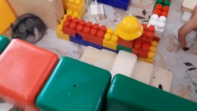 Квест для хомячка смотреть онлайн