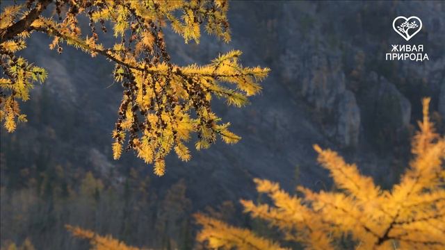 Ленские Столбы 01 09 2016 Рамиль Юсупов смотреть онлайн