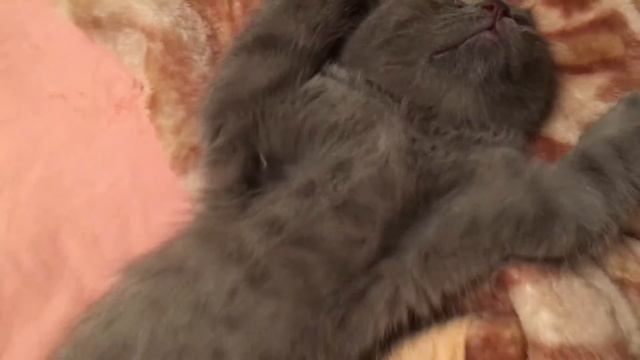 Мой кот после ночного клуба утром)) смотреть онлайн
