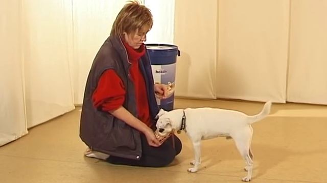 Дрессировка собак дома с нуля - как приучить к наморднику смотреть онлайн