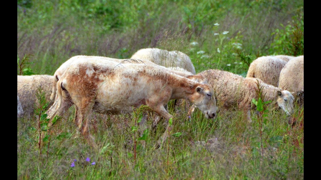 Рассказ о Катумских овцах. Фермер Лебедь О.С. Фермерское хозяйство 