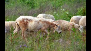 Рассказ о Катумских овцах. Фермер Лебедь О.С. Фермерское хозяйство "Катумы"