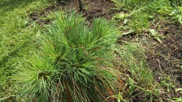 Моя любимая дача 11 июля 2017 года. смотреть онлайн