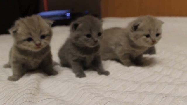 Шотландские котята Питомника Грандмур в Новороссийске смотреть онлайн