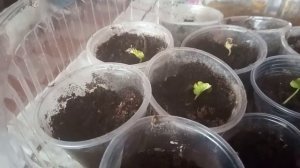 Выращивание древовидного гибискуса из семян