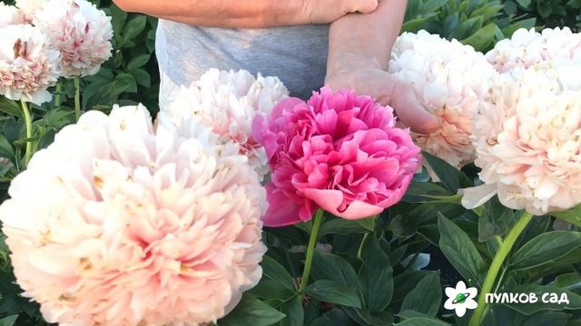 Mary Jo Legare peony. Мэри Джо Легар пион, продолжение цветения Пулков сад (2022 г) смотреть онлайн