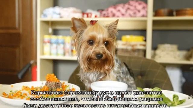 Откорм скота в домашних условиях