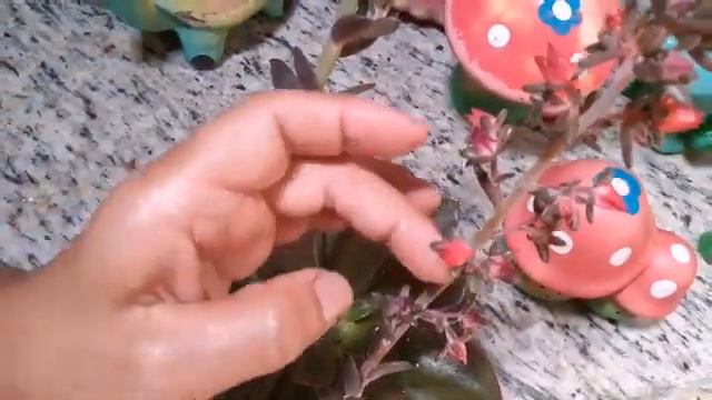 ECHEVERIA HANAIKADA corte da haste floral смотреть онлайн