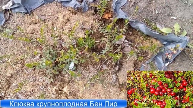 Новинки! Клюква брусника водяника первый опыт! смотреть онлайн