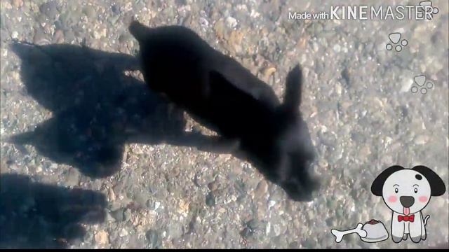 Той терьер Боня смотреть онлайн