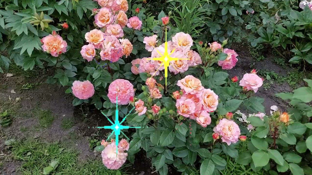 Мои розы для вас. С новым 2024 годом ! смотреть онлайн