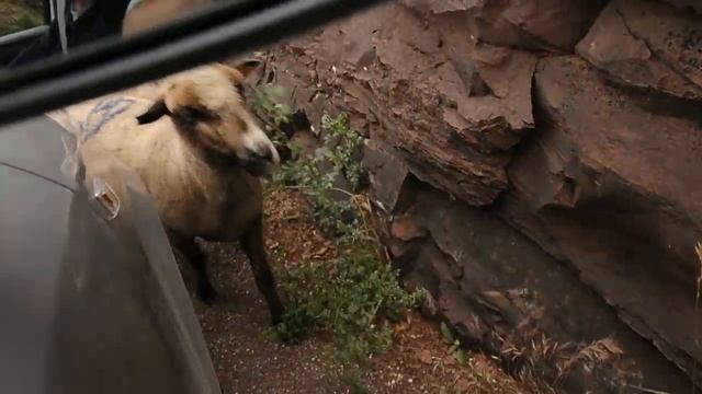 Стадо овец. Прованс, Франция. смотреть онлайн
