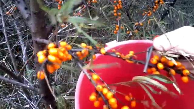 Устройство для сбора облепихи смотреть онлайн
