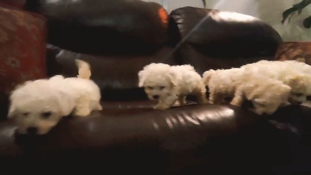 щенки Bichon frise puppies-Бишон Фризе # Нижний Новгород 2021 смотреть онлайн