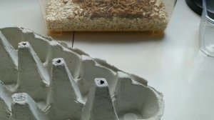 Содержание Мучного Червя. Как его выращивать?