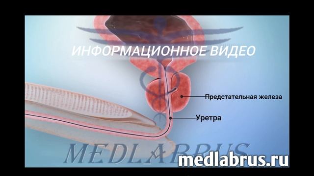Простата: что  это такое и её функции