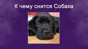 К чему снится Собака (Сонник)