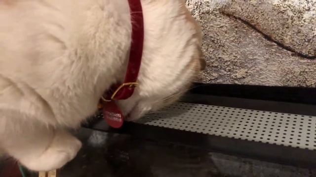 Кормление змеи и наглые кошачьи морды! Вид из террариума Лигейи... смотреть онлайн
