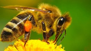 Изучаем насекомых и их звуки. Викторина о насекомых для детей