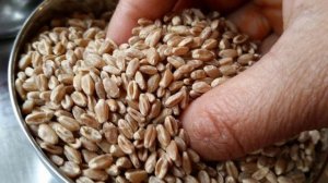 Можно ли кроликам перловку