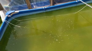 Разведение дафнии магны в бассейне! Самый дешёвый корм для рыб!