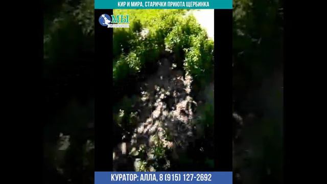 Старички приюта Щербинка - Кир и Мира - передают привет из Угрешского заповедника, они на передержк смотреть онлайн