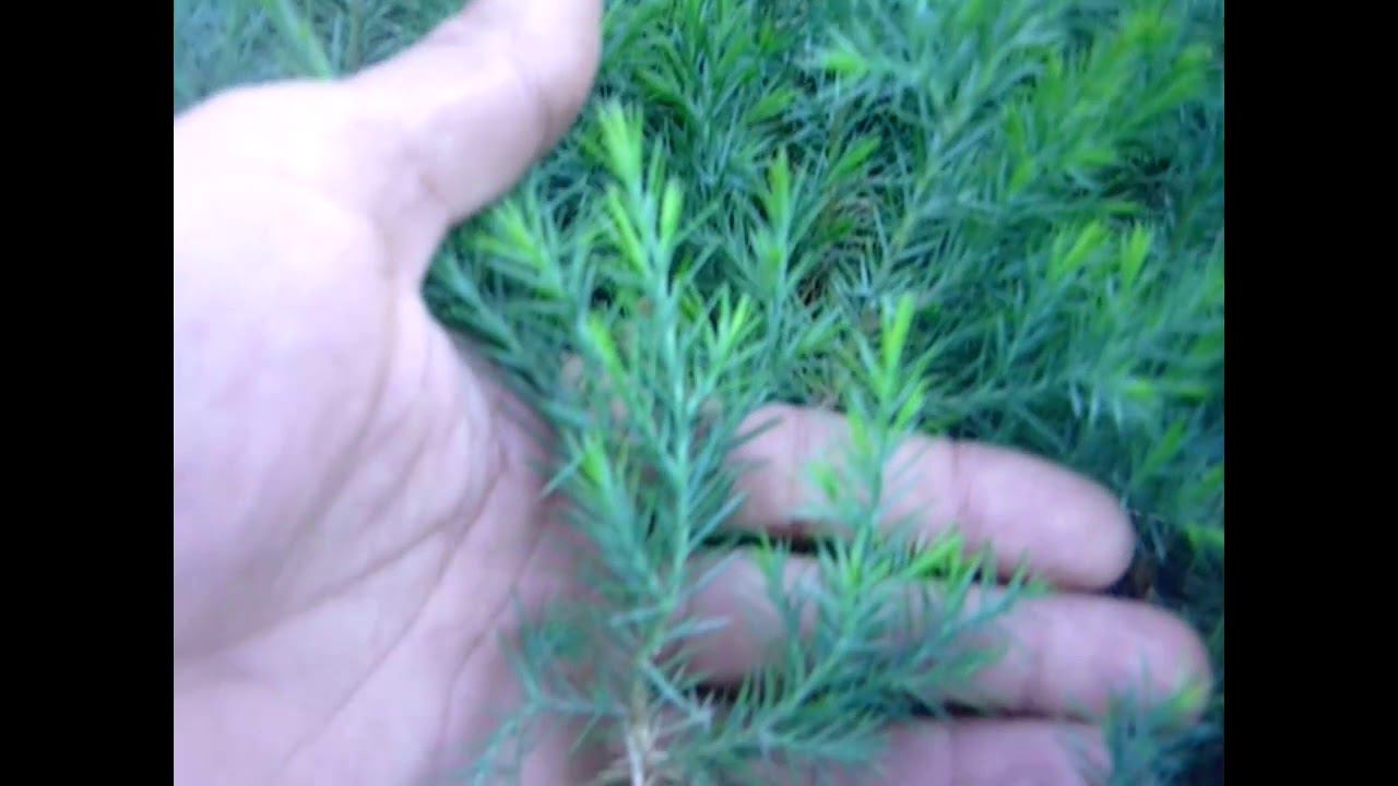 Можжевельник виргинский глаука для создания живой изгороди смотреть онлайн