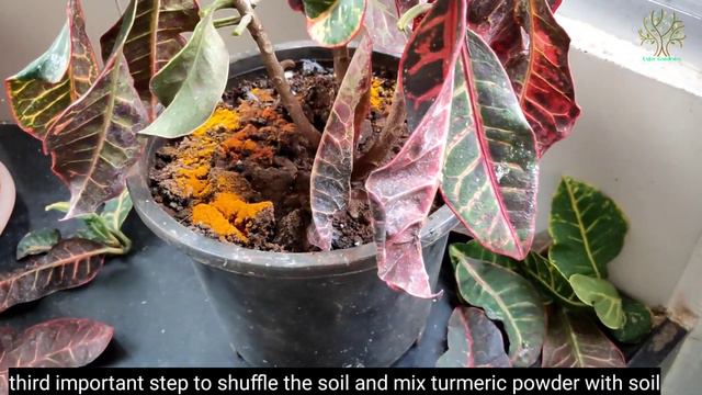 क्रोटन प्लांट को मरने से बचाएं इस तरह | How to save croton plant | croton plant | how to save plant смотреть онлайн