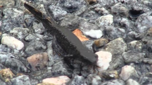 Саламандра смотреть онлайн