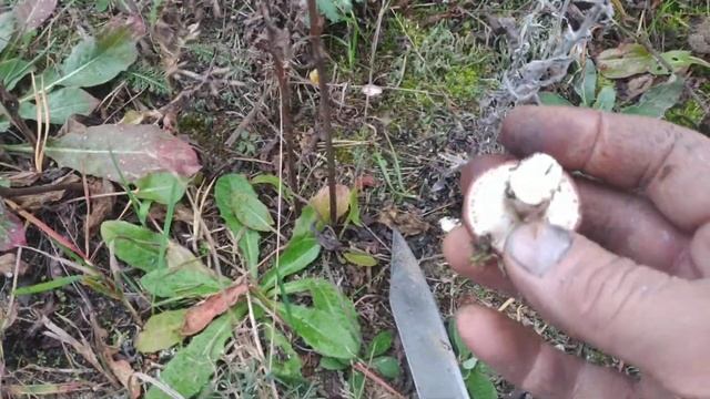 В лесу. смотреть онлайн