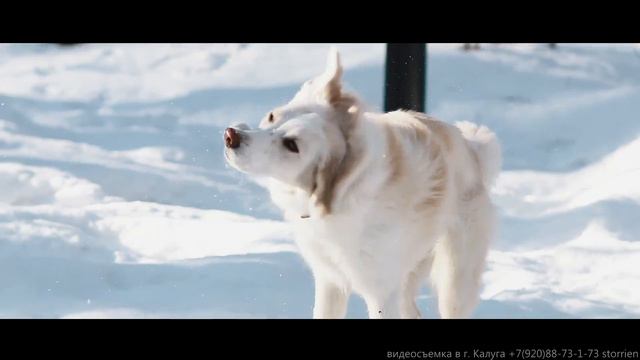 Бордер-колли на прогулке / Walking a Border Collie смотреть онлайн