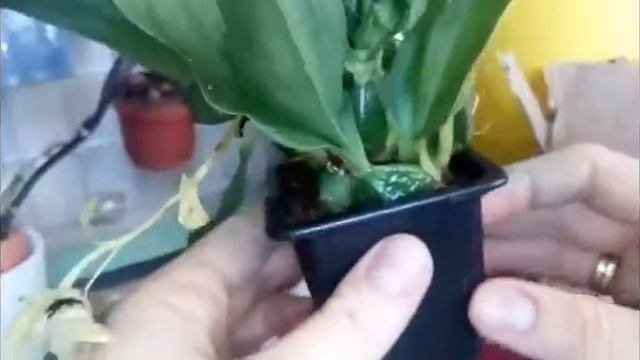 орхидеи почтой (орхидея променея Promenaea Microptera,орхидея масдеваллия Masdevallia Nidifica).