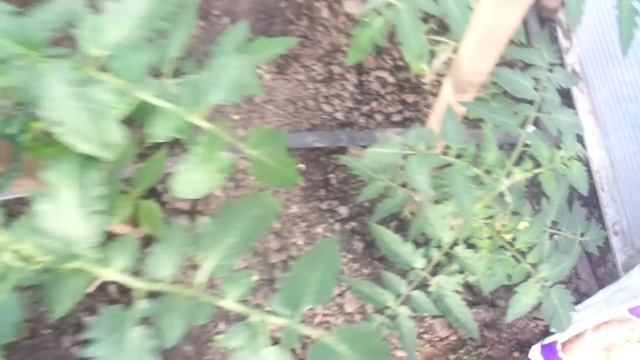 ЕСЛИ ТОМАТЫ ХИЛЫЕ, СЛАБЫЕ И ОСТАНОВИЛИСЬ В РОСТЕ - ЧТО ДЕЛАТЬ? Ольга Чернова. смотреть онлайн