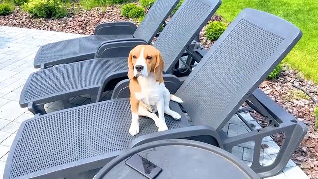 24 ЧАСА В БАССЕЙНЕ. БРОС ШОУ ПЕТ смотреть онлайн