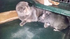 кот и шиншила