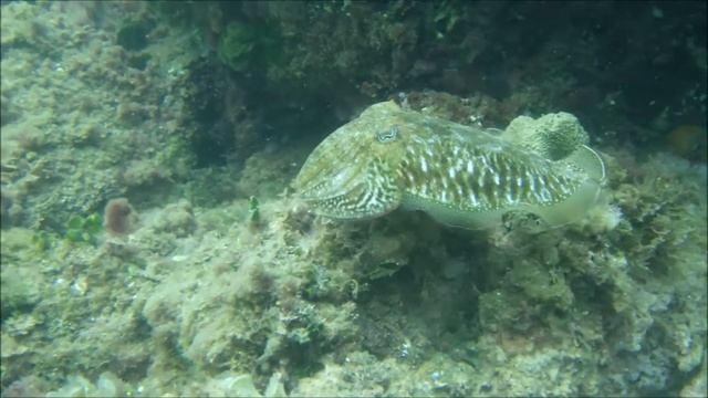 Σουπιές - Sepia Officinalis - Cuttlefish