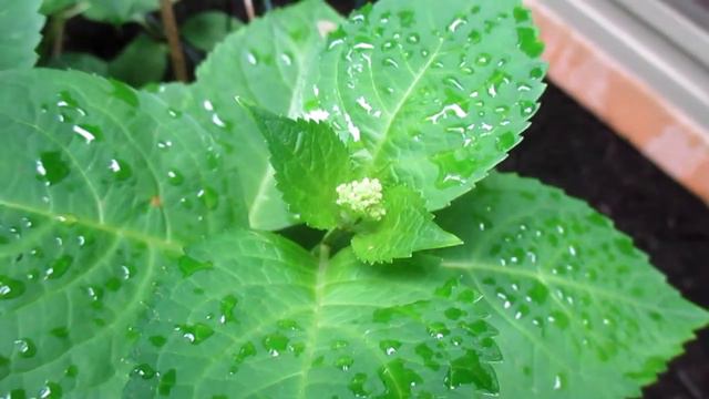 Hydrangea Landscape Design Contractor Hagerstown MD Washington County MD смотреть онлайн