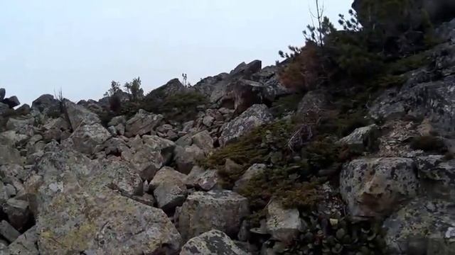 Семинский перевал..Кто живёт в пещере.Who lives in a cave. смотреть онлайн