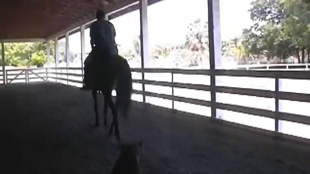 Willowick Class & Sass under saddle смотреть онлайн