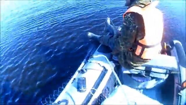 Ленинградская обл.Рыбалка УРА! Открыли Сезон ОНЕГА Лето 2020. судак.щука.налим.на джиг. смотреть онлайн