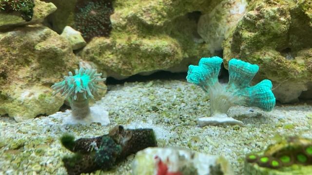 Первые LPS кораллы в моем морском мини аквариуме.