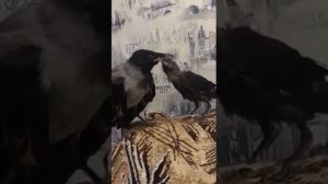 Ворона и Галка, одного возраста.
