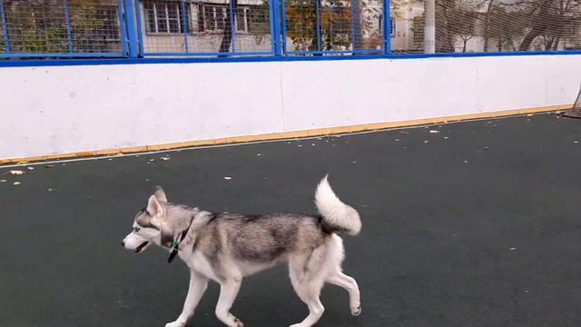 Серый лучший ...пока идут уроки... смотреть онлайн