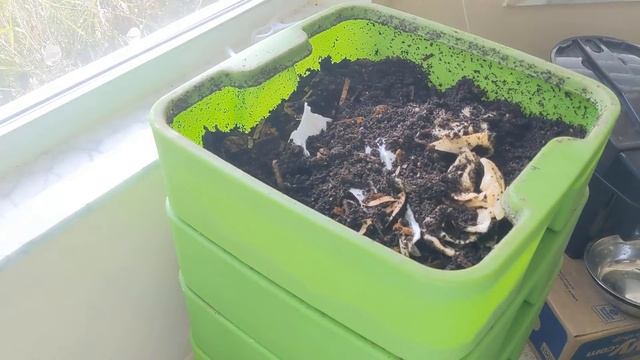 Hot Frog Living Composter Year 1 Day 96 - Mini Watermelon Feeding - Vermicomposting смотреть онлайн