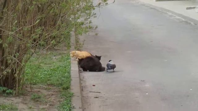 Ворона тянет кота за хвост смотреть онлайн