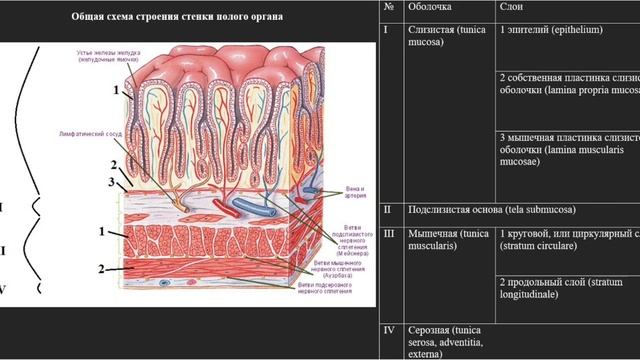 Введение в спланхнологию. Строение полого и паренхиматозного органа. Отношение органов к брюшине. смотреть онлайн