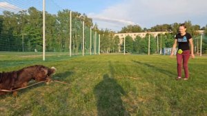 Собака бегает с мячиком.